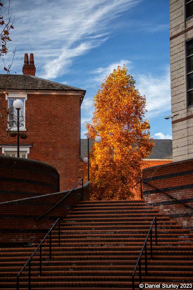 Birmingham, an Autumnal Tree - 29th November 2023
