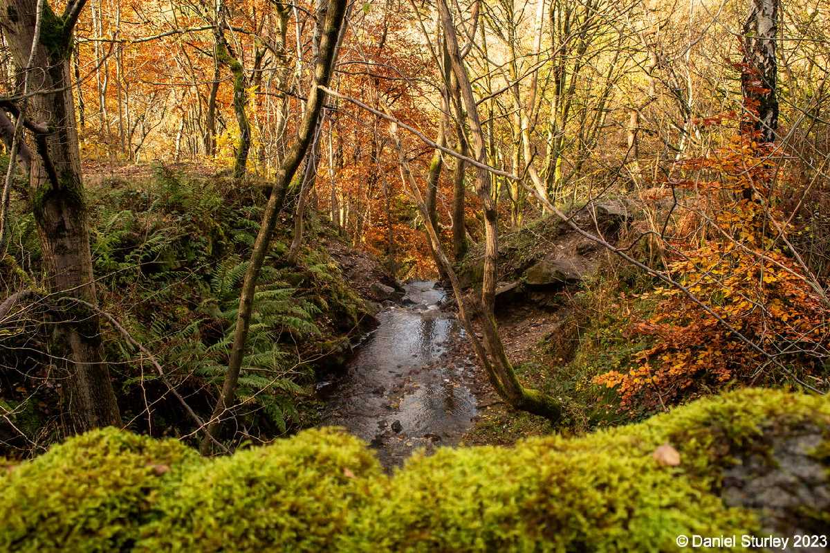 Photography Trip to Padley Gorge in the Peak District - 10th November 2023