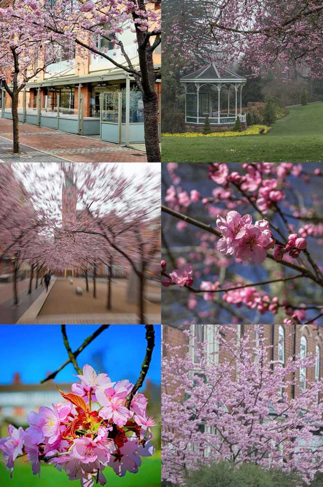 Birmingham+goes+all+%27Pink+for+Spring%27