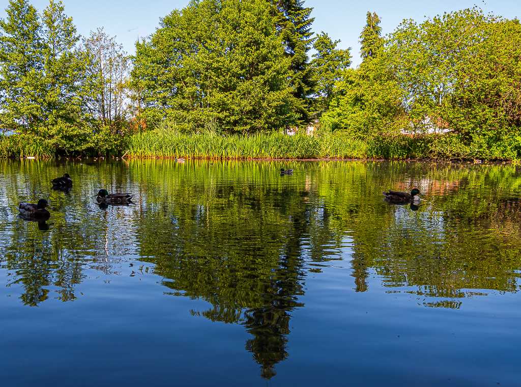 Cannon Hill Park Lake (July 2019)