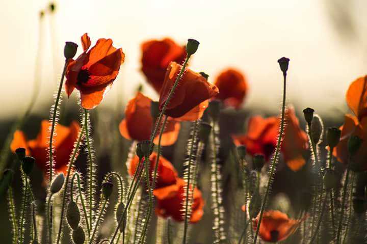 Poppies+of+Birmingham+and+the+West+Midlands+-+A+wonderful+sight!