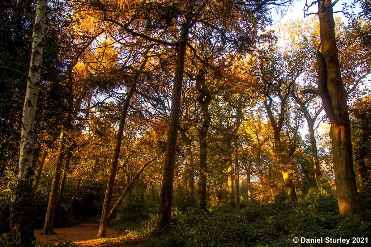 Royal Sutton Coldfield, Sutton Park Near to Boldmere Gate - 20th November 2021