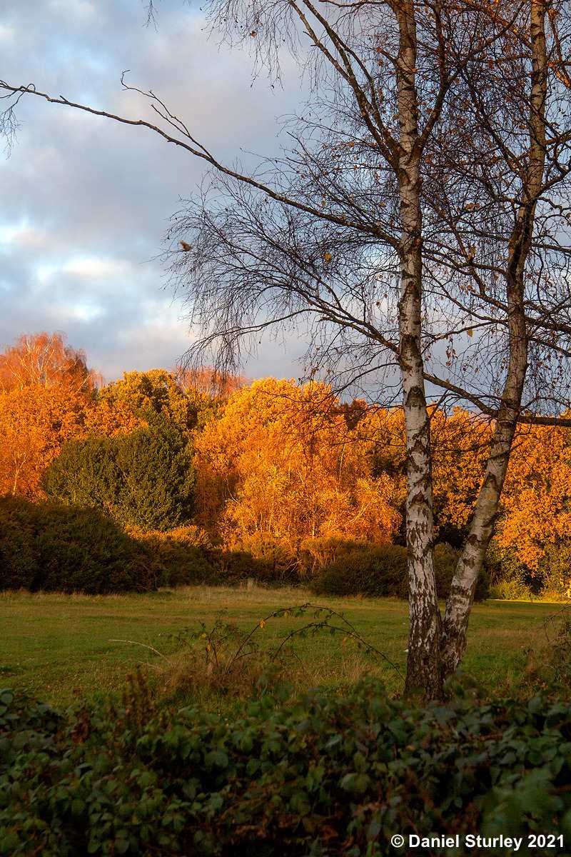 Royal Sutton Coldfield, Sutton Park Near to Boldmere Gate - 20th November 2021