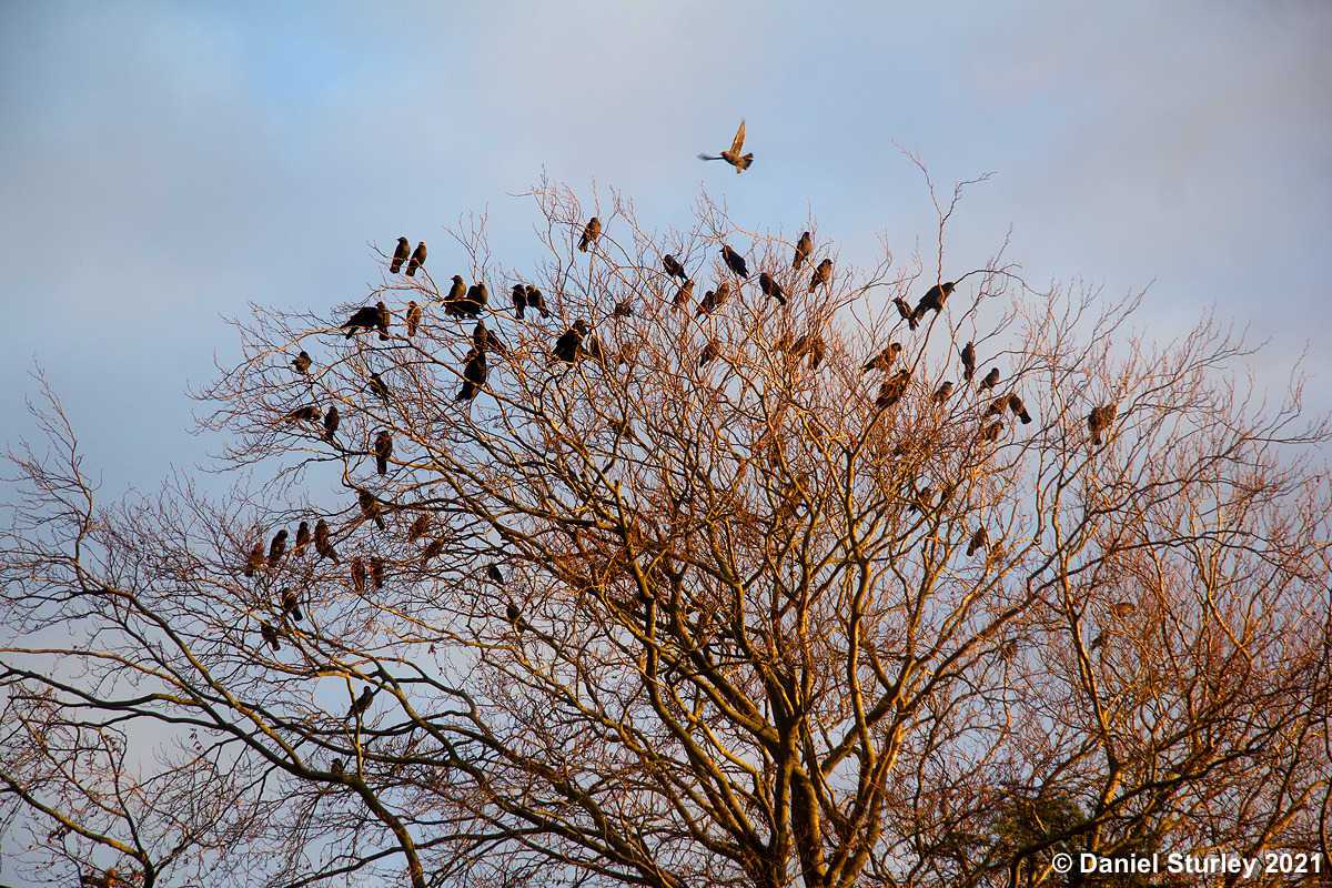 Royal Sutton Coldfield, Sutton Park Near to Boldmere Gate - 20th November 2021