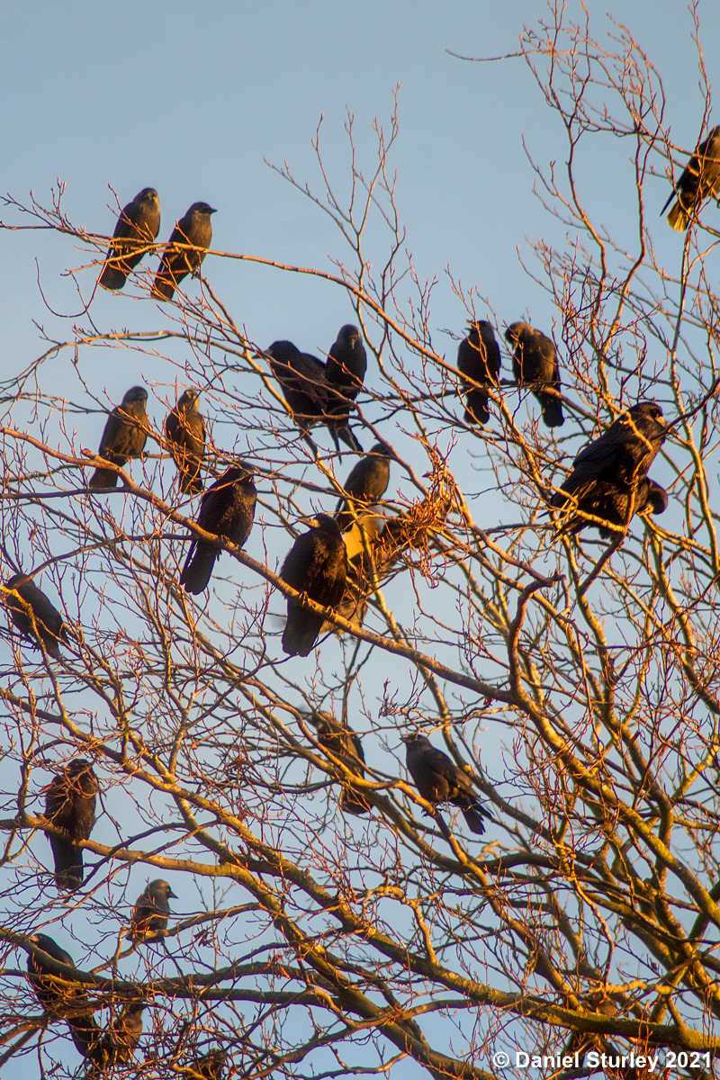 Royal Sutton Coldfield, Sutton Park Near to Boldmere Gate - 20th November 2021