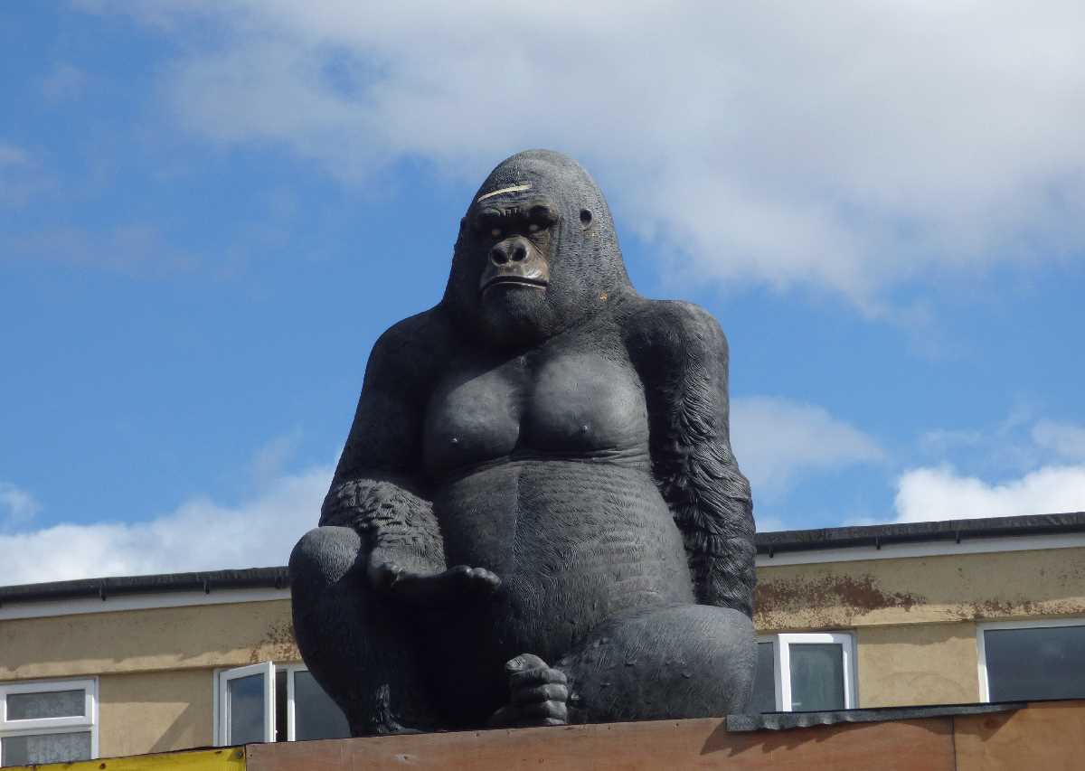 Stirchley+Gorilla+-+A+Birmingham+Gem!