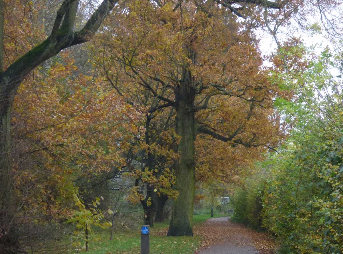 Tudor Grange Park: former estate of the Bird family, now near Solihull College
